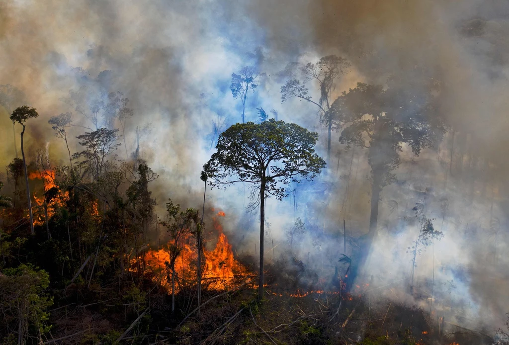 Pożar lasu deszczowego w Brazylii. 