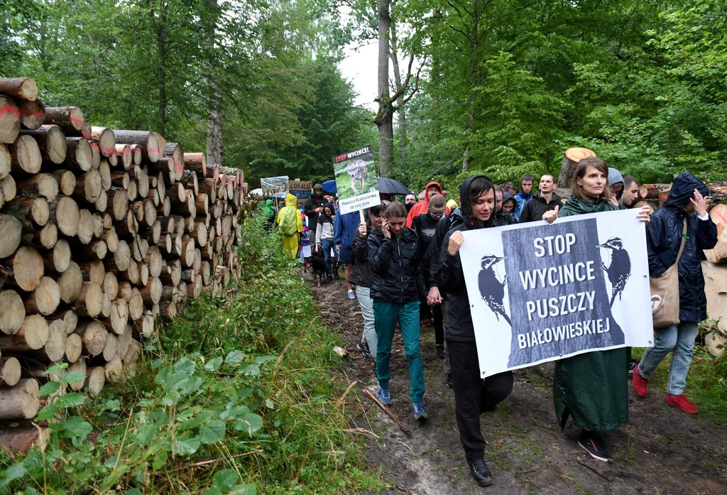 Protest ekologów w Puszczy Białowieskiej, 2017 r. 