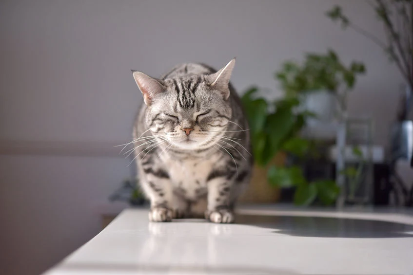 Na podstawie obserwacji i omacywania sprawdzisz, czy kot jest otyły