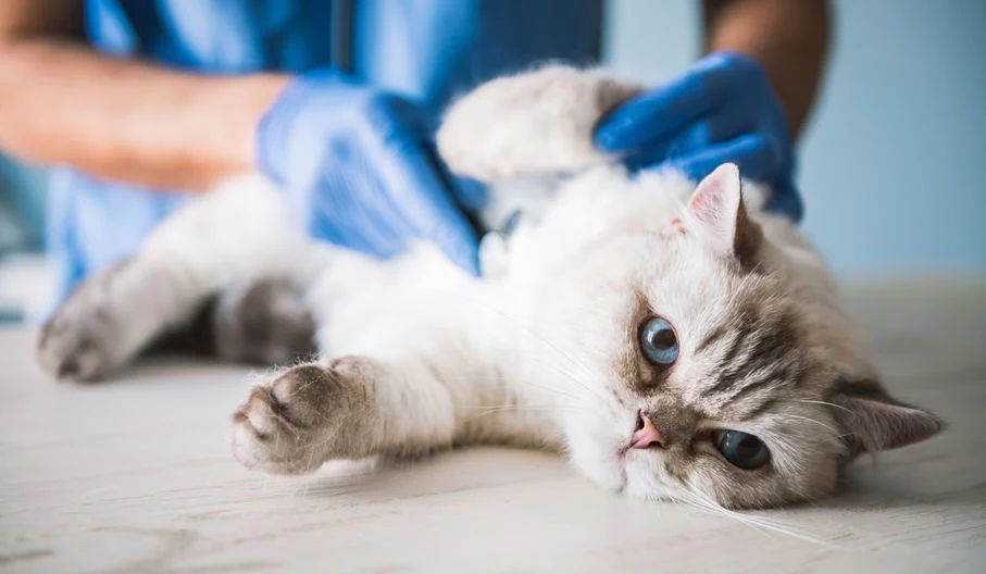 Nadwaga u kota może prowadzić do poważnych chorób