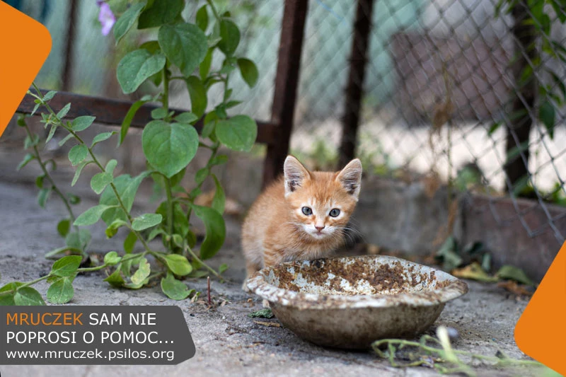 "Mruczek sam nie poprosi o pomoc"