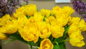 Tulipany dłużej będą wyglądać świeżo. Ważna jest znajomość kilku trików