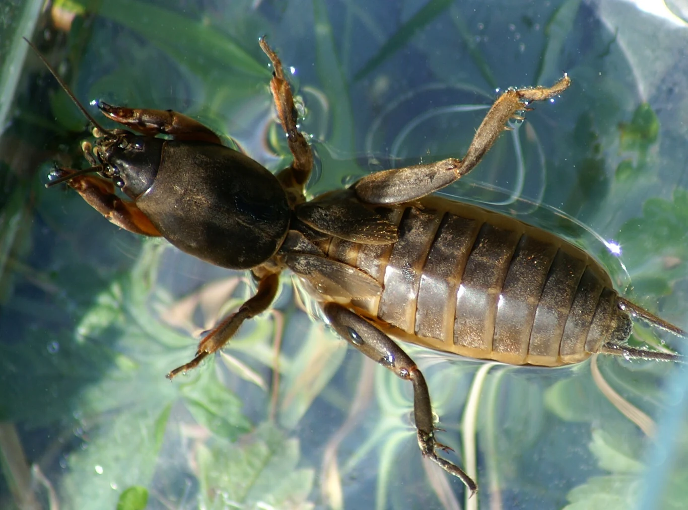 Młody osobnik turkucia podjadka.