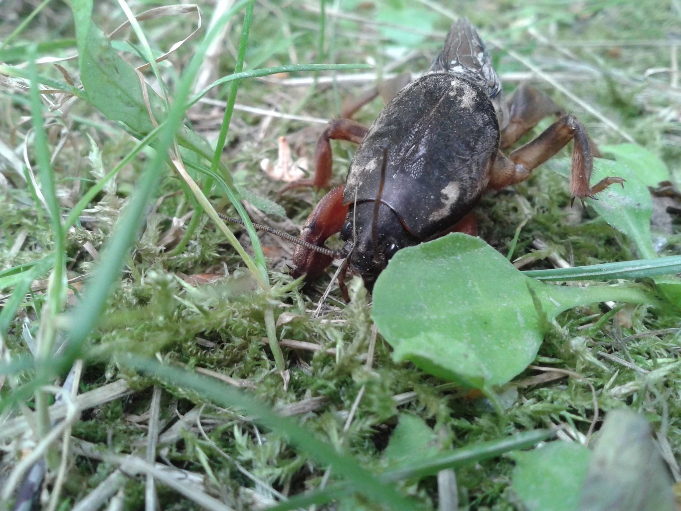 Turkuć podjadek uszkadza korzenie roślin 