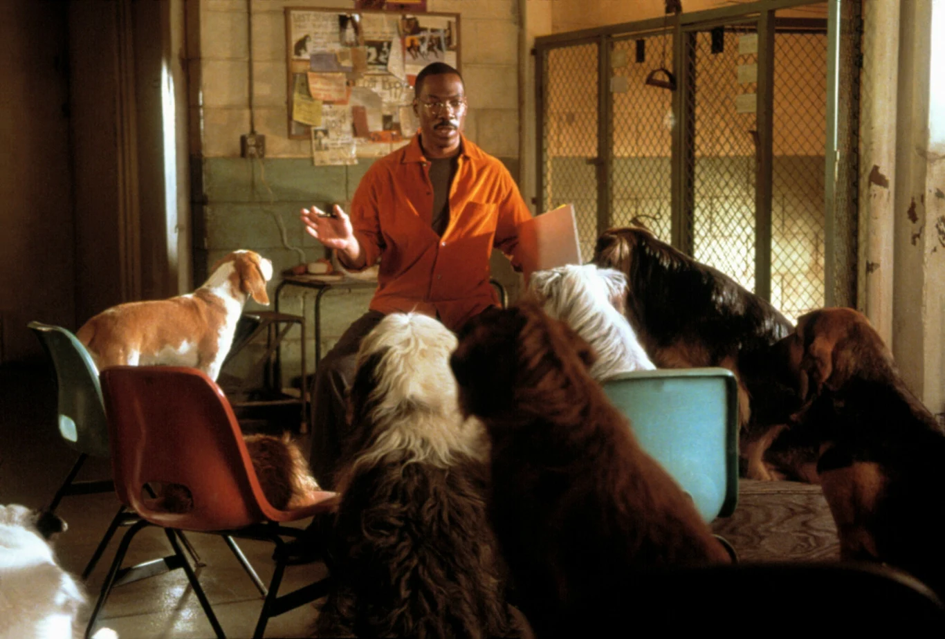 Dr John Dilittle

Bardzo podobna sytuacja do tej, jaka miała miejsce w wypadku "Grubego i chudszego". Znowu komercyjny sukces i szybka kontynuacja, ale jednocześnie bezsensownie tracony aktorski potencjał. Najwidoczniej jednak Murphy uznał, że ze względów finansowych, warto często pojawiać się w produkcjach stricte familijnych, bowiem po "Dr Dolittle" można go było oglądać w kolejnych tego typu filmach (jeszcze słabszych zresztą): "Nawiedzony dwór", "Małolaty u taty", "Wyobraź sobie". W produkcji Betty Thomas artysta gra tytułowego lekarza, który pewnego dnia odkrywa, że rozumie mowę zwierząt. Początkowo niechętnie udziela im pomocy, by nie zostać uznanym przez rodzinę i kolegów po fachu za wariata. Z drugiej jednak strony, żal mu zmarnować takiego daru losu, w efekcie czego musi wybierać pomiędzy karierą w przychodni a pomocą zwierzętom.