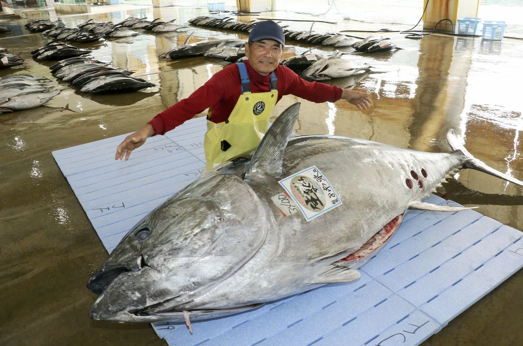 Rekordowy tuńczyk ma 2,5 metra długości i waży 340 kilogramów