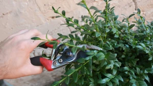 Na wielkanoc bukszpan sprzedaje sie doskonale