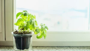 Jak skutecznie odstraszyć mrówki? Pomocna będzie bazylia
