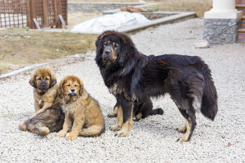 Mastif tybetański z rodziną