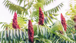 Masz mały ogródek? Te rośliny się w nim nie sprawdzą