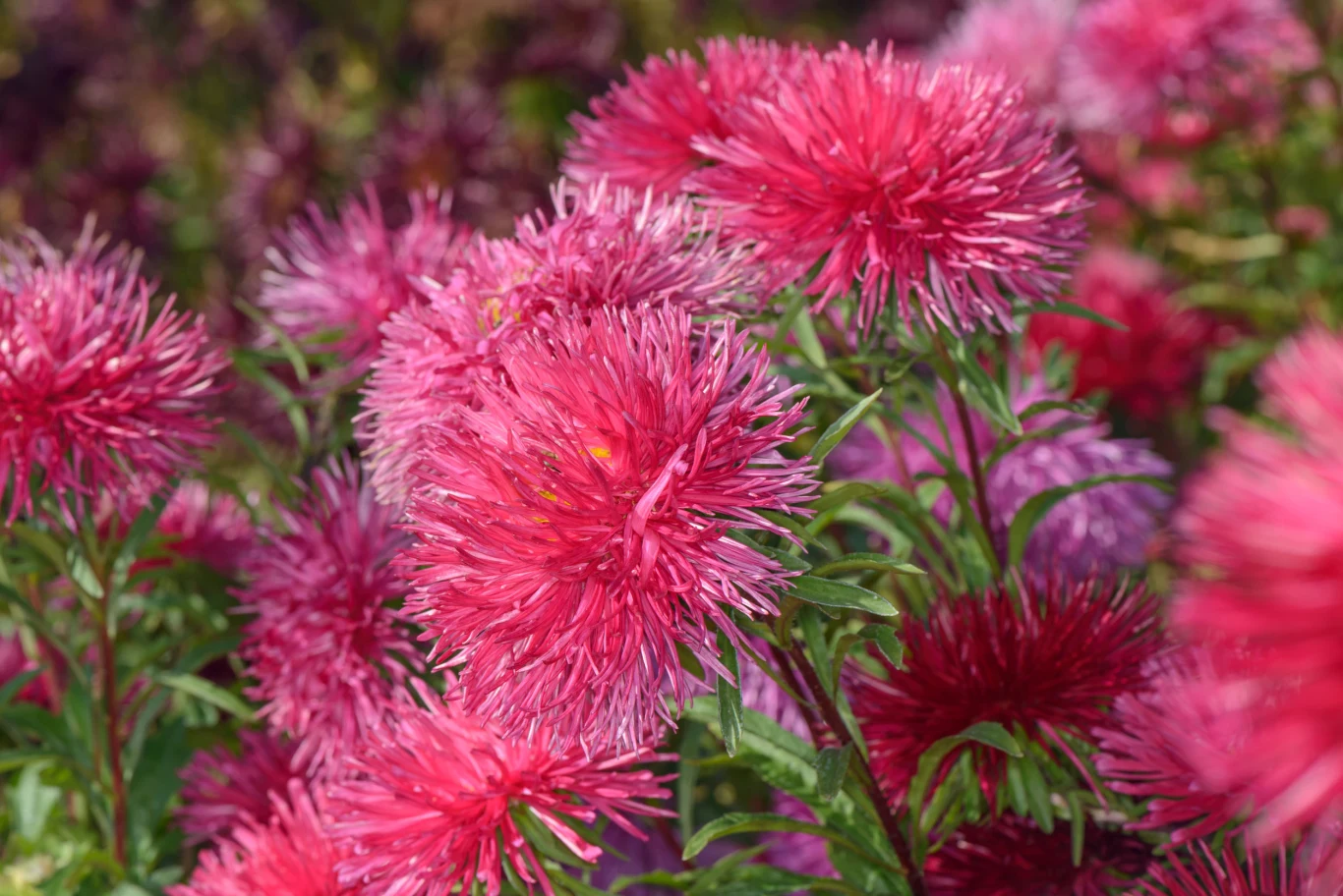 Astry to prawdziwy przysmak ślimaków Astry to prawdziwy przysmak ślimaków