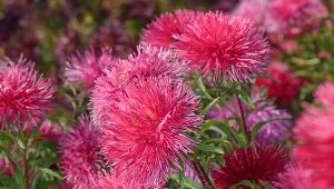 Podlewaj tym astry jesienią. Będą kwitły niemal do grudnia