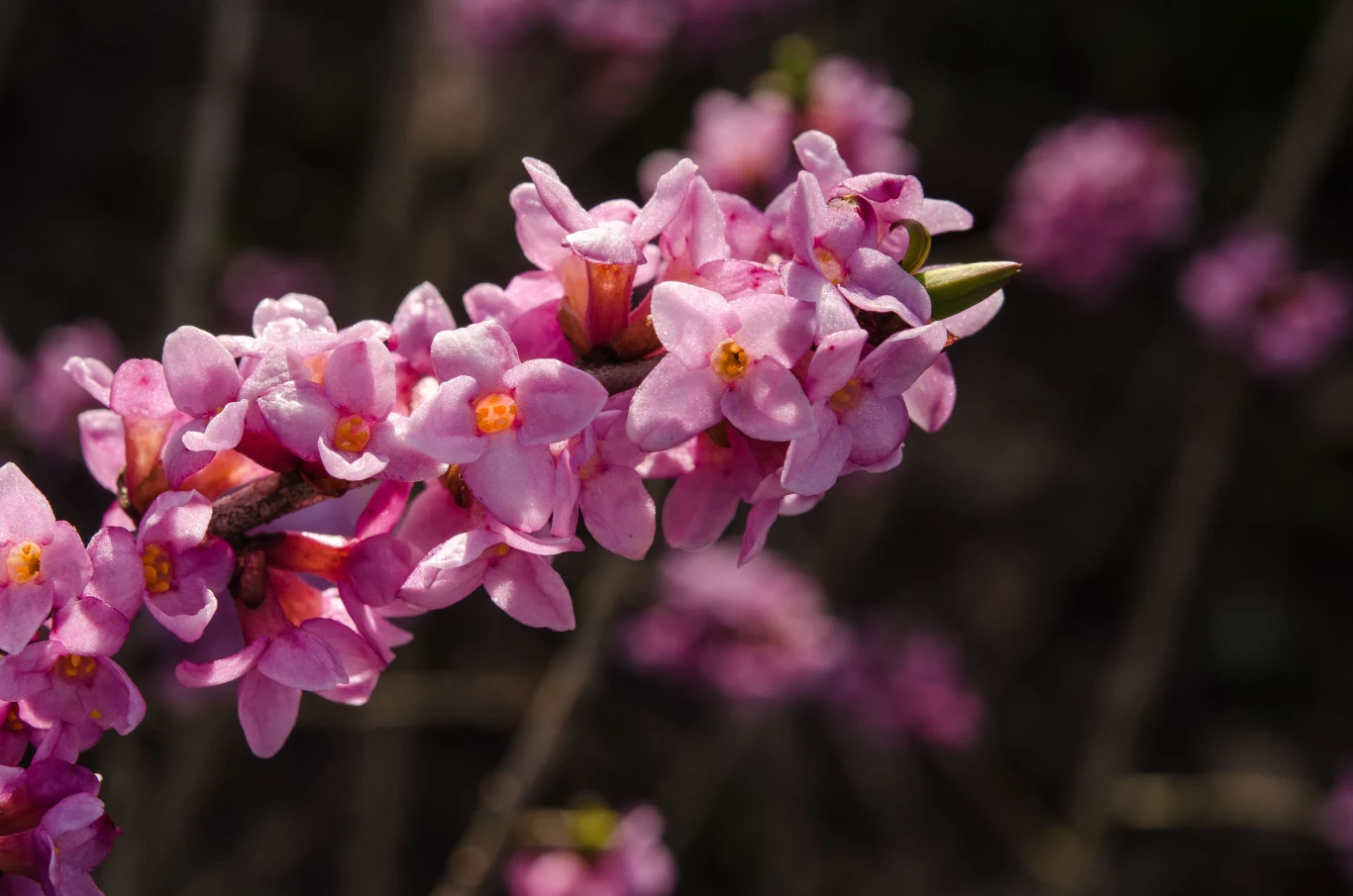 Wawrzynek wilczełyko też może być niebezpieczny Wawrzynek wilczełyko też może być niebezpieczny