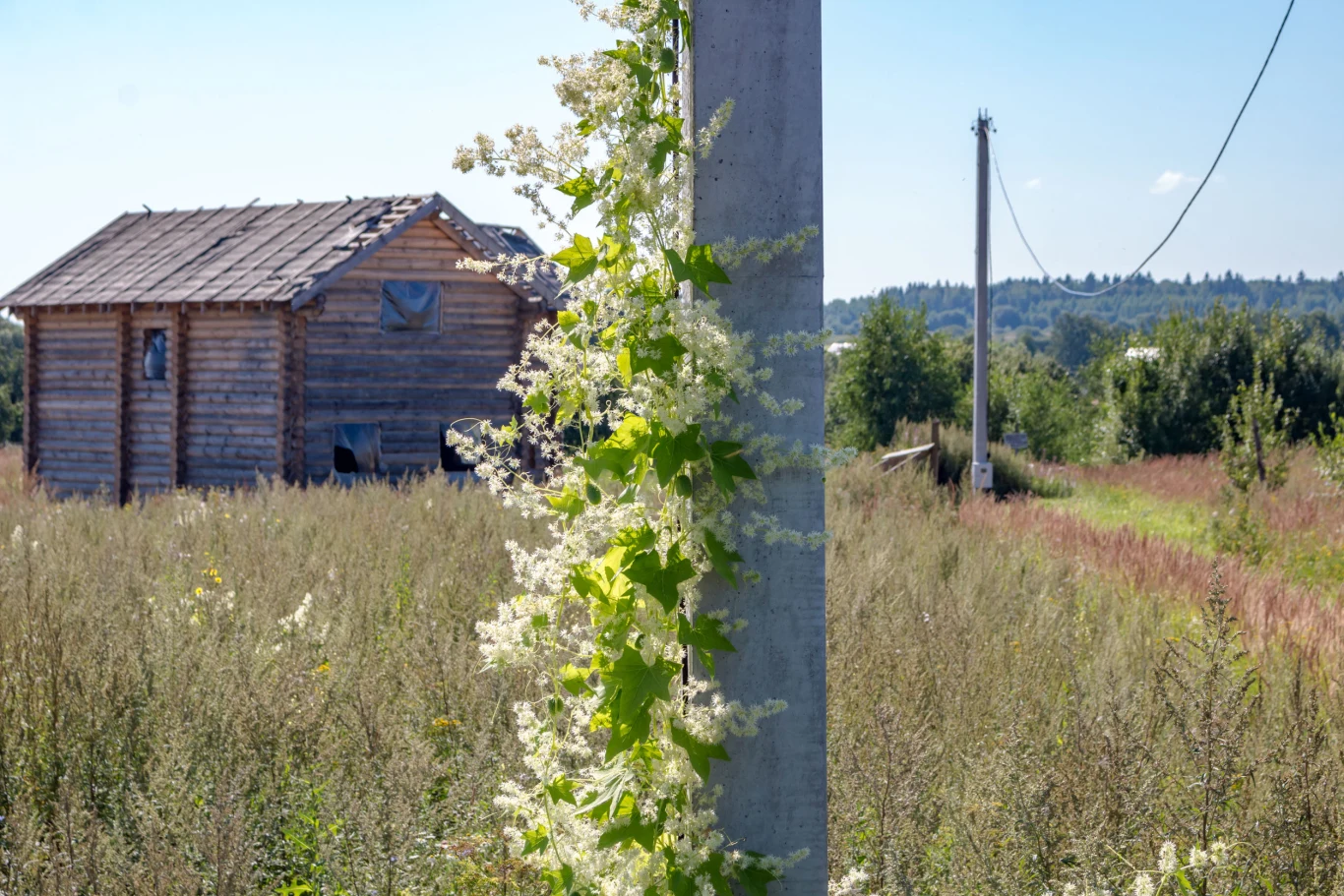 Kolczurka klapowana pnie się po wszystkim, co ma w zasięgu Kolczurka klapowana pnie się po wszystkim, co ma w zasięgu