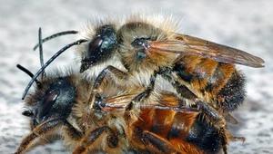 ​Murarka: Samotna pszczoła bardziej pracowita niż inne