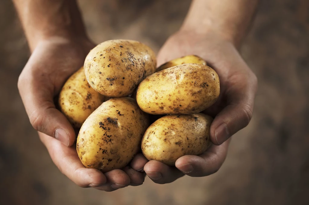 Ziemniaki po zakupie trzymaj w suchym miejscu. W przeciwnym razie szybko puszczą korzenie 