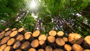 ​Siarka: W energetyce wykorzystujemy drewno z Białorusi, a nie z polskich lasów