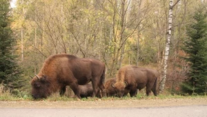 ​Bieszczady: Rozrasta się stado żubrów w dolinie górnego Sanu