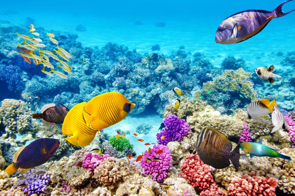 Wielka Rafa Koralowa to największa na świecie rafa koralowa, położona wzdłuż północno-wschodnich wybrzeży Australii