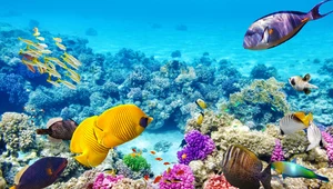 ​99 proc. koralowców z Wielkiej Rafy Koralowej może do 2025 roku zniknąć