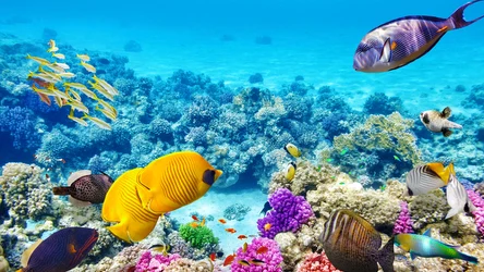 Rafy koralowe Morza Czerwonego zachwycają swoją różnorodnością. W Marsa Alam w Egipcie możemy zobaczyć najpiękniejsze ryby świata. 