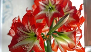 Amarylis nie chce kwitnąć? Winny może być ten mały szczegół 