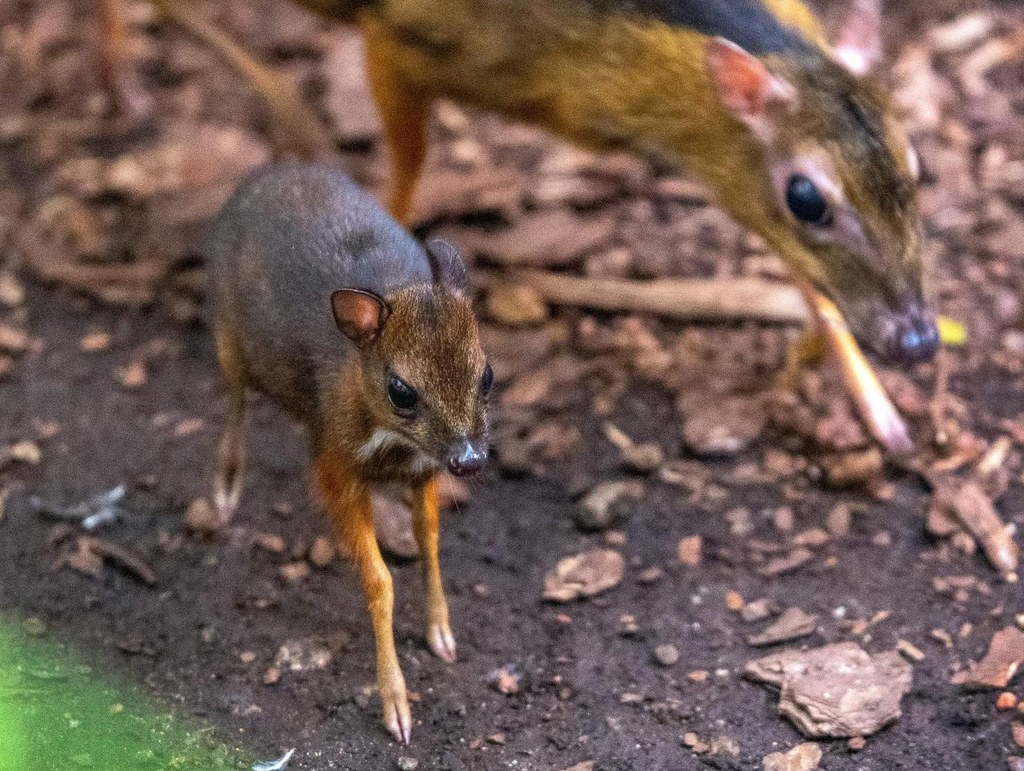 Myszojeleń czyli kanczyl mniejszy