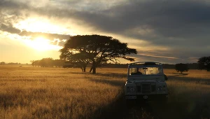"Reguły z Serengeti"