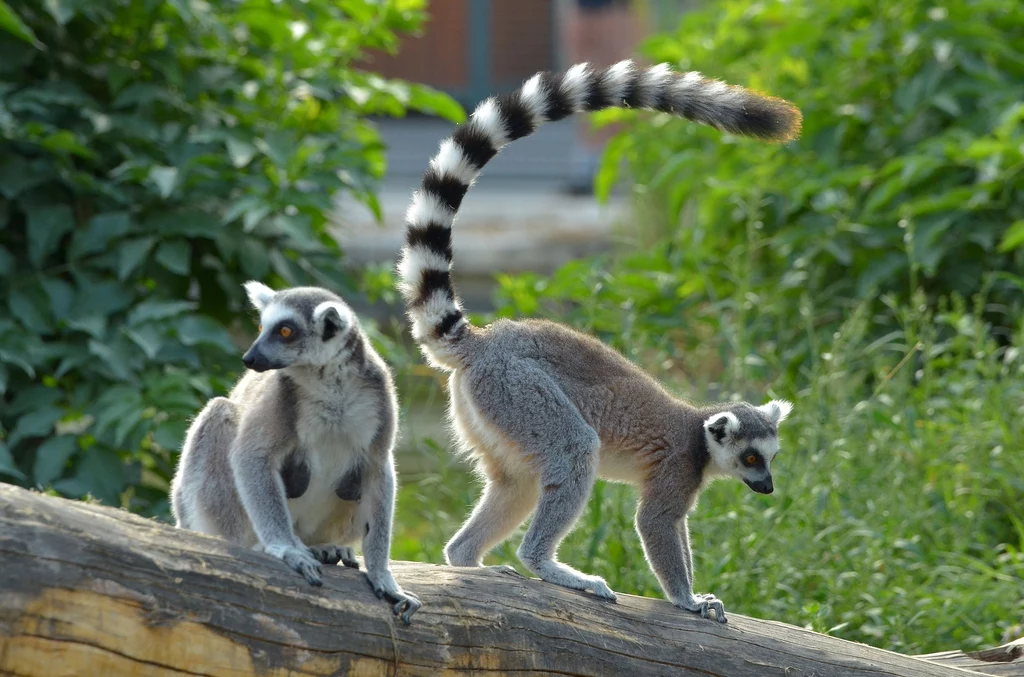 Lemurowate występują wyłącznie na Madagaskarze i Komorach