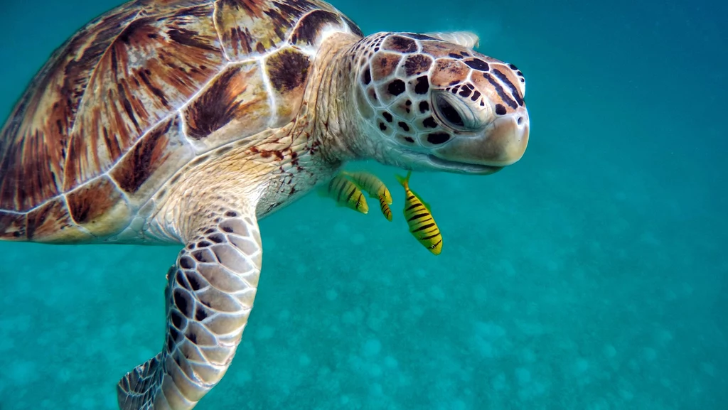 Wzrost temperatur zagraża żółwiom morskim