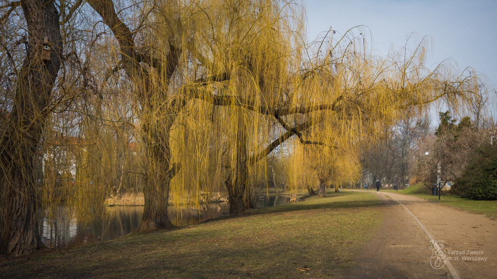 Park Sielecki w Warszawie. 