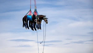 Transport koni w  Saignelegier