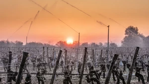 Francuscy winiarze kontra przymrozki: Trwa nierówna walka z naturą