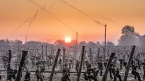 Dolina Loary słynie oczywiście z setek świetnie zachowanych średniowiecznych zamków, ale region ten jest również prawdziwą dumą Francji, jeśli chodzi o wina. Nieważne, czy preferujecie ten trunek w wariancie białym czy czerwonym - te pochodzące z doliny Loary to światowa pierwsza klasa. Nic więc dziwnego, że tamtejsi plantatorzy robią wszystko, aby utrzymać winogrona przy życiu. 