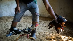 ​Kuba: nowe prawo ochrony zwierząt zezwala m.in. na walki kogutów