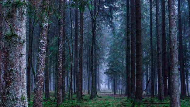 Najpiękniejsze polskie rezerwaty przyrody: Czy wiesz, gdzie się znajdują?