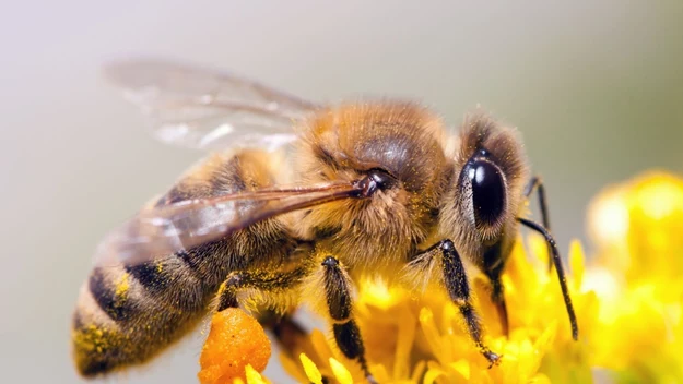 Pracowite pszczoły: Sprawdź, czy je doceniasz