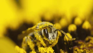 Pracowite pszczoły: Sprawdź, czy je doceniasz