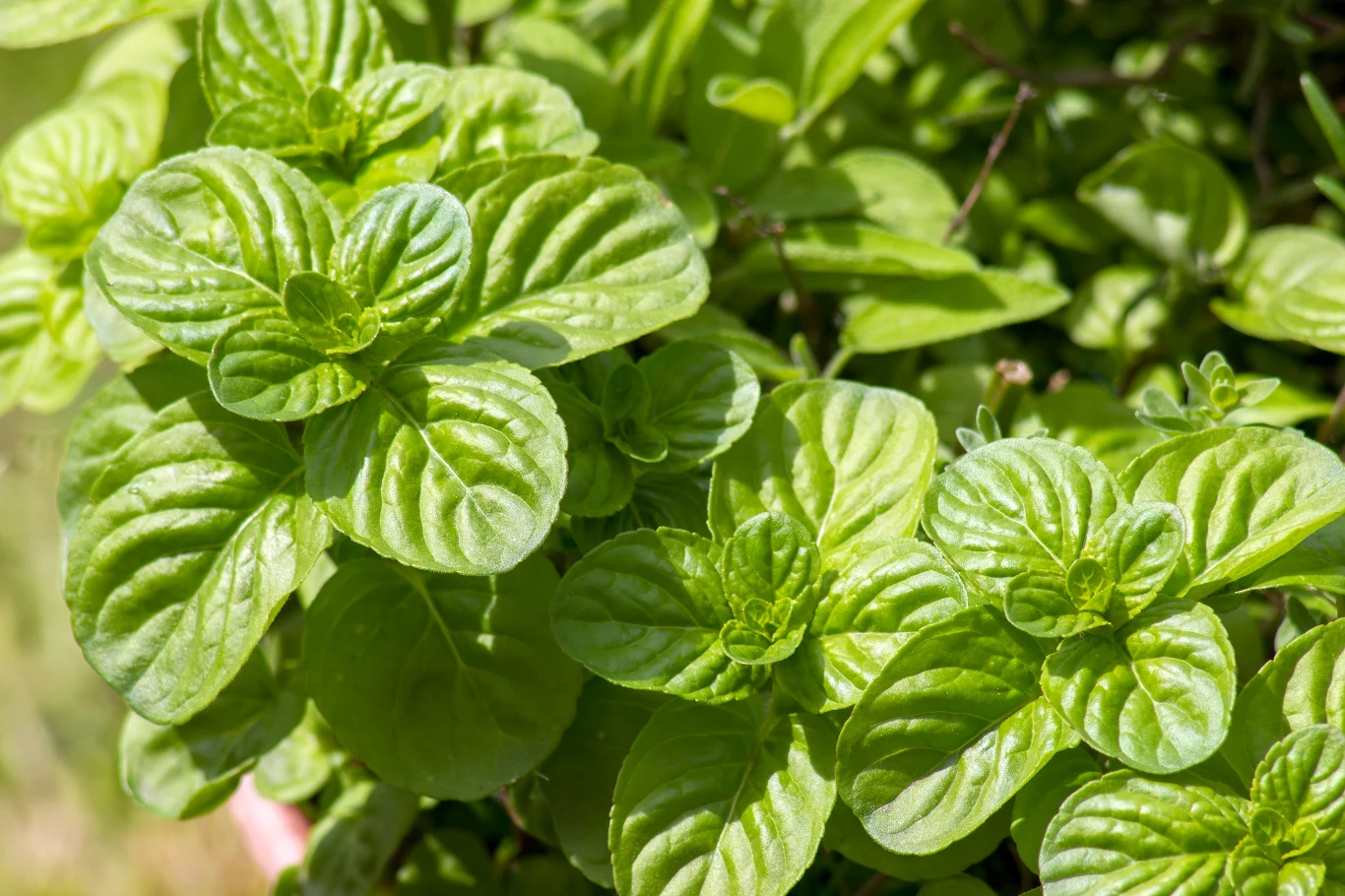 Mięta szybko się ukorzenia, a szerszenie i osy nie tolerują jej intensywnego zapachu