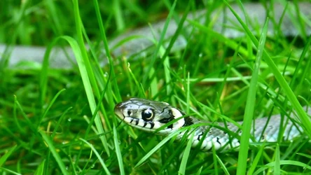 Co przyciąga węże do ogrodu?