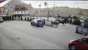 Wydarzenie uchwyciła znajdująca się w pobliżu kamera