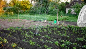 Ziemię, na której rosną ziemniaki, trzeba regularnie nawadniać