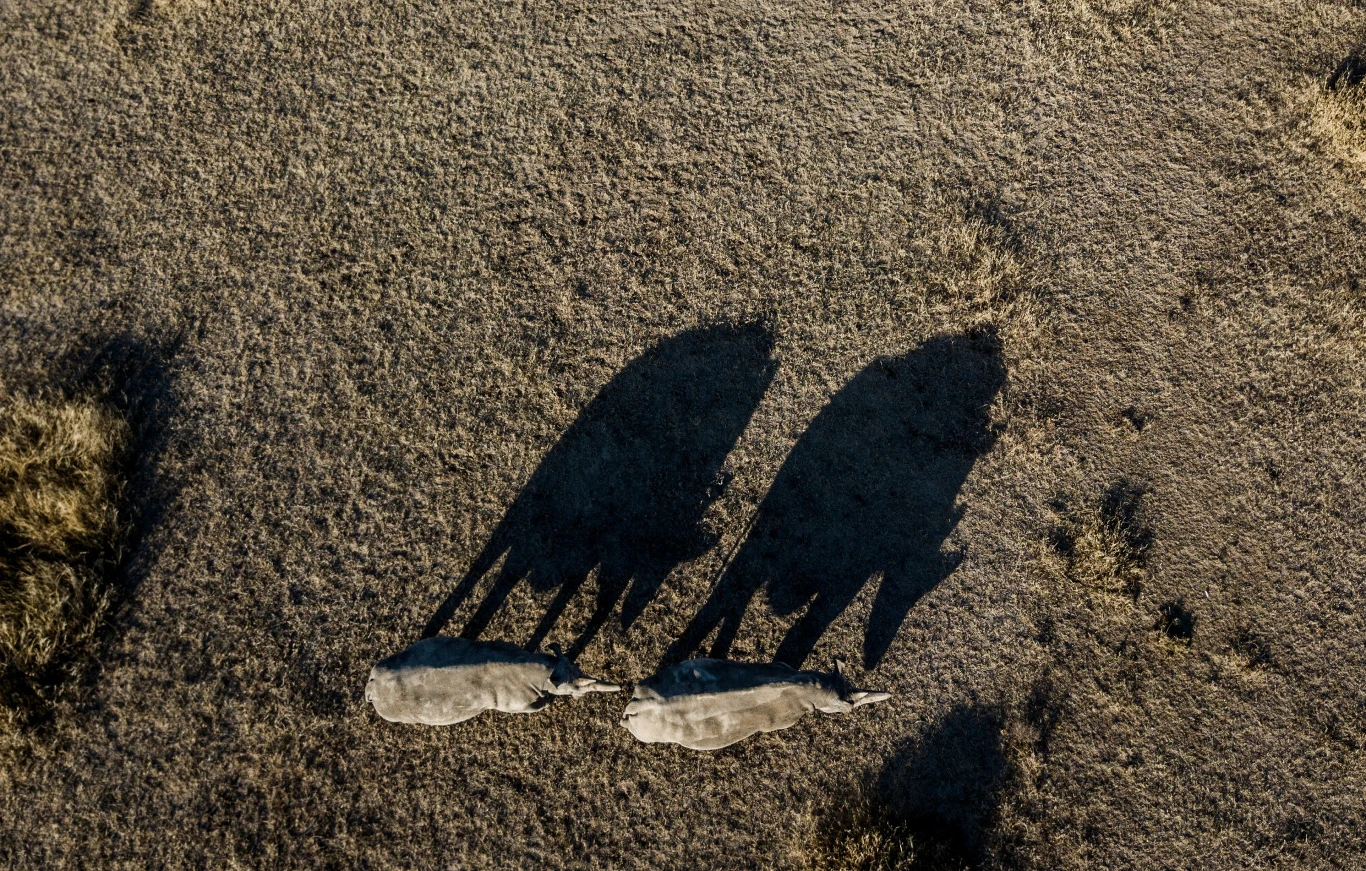 Obie żyją w rezerwacie Oj Peleta, w hrabstwie Laikipia, w Kenii. Tam grupa specjalnie wyszkolonych i uzbrojonych opiekunów pilnuje ich przez całą dobę. Obie żyją w rezerwacie Oj Peleta, w hrabstwie Laikipia, w Kenii. Tam grupa specjalnie wyszkolonych i uzbrojonych opiekunów pilnuje ich przez całą dobę.
