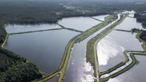 Idealnym miejscem do obserwacji ptaków wodnych są też stawy w Rudzie Malenickiej. Są to stawy hodowlane, ale kto marzy plażowaniu i kąpielach też znajdzie coś dla siebie na „Piekielnym szlaku”.