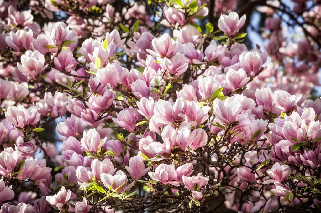 Magnolia pięknie i bujnie kwitnie