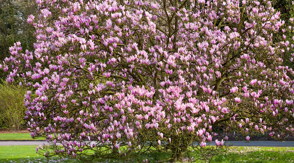 Magnolia osiąga imponujące rozmiary