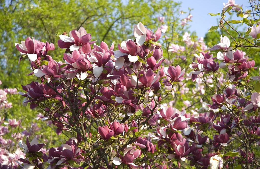 Magnolia najpierw kwitnie, dopiero potem wypuszcza liście