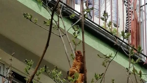 Krakowskie Towarzystwo Opieki nad Zwierzętami