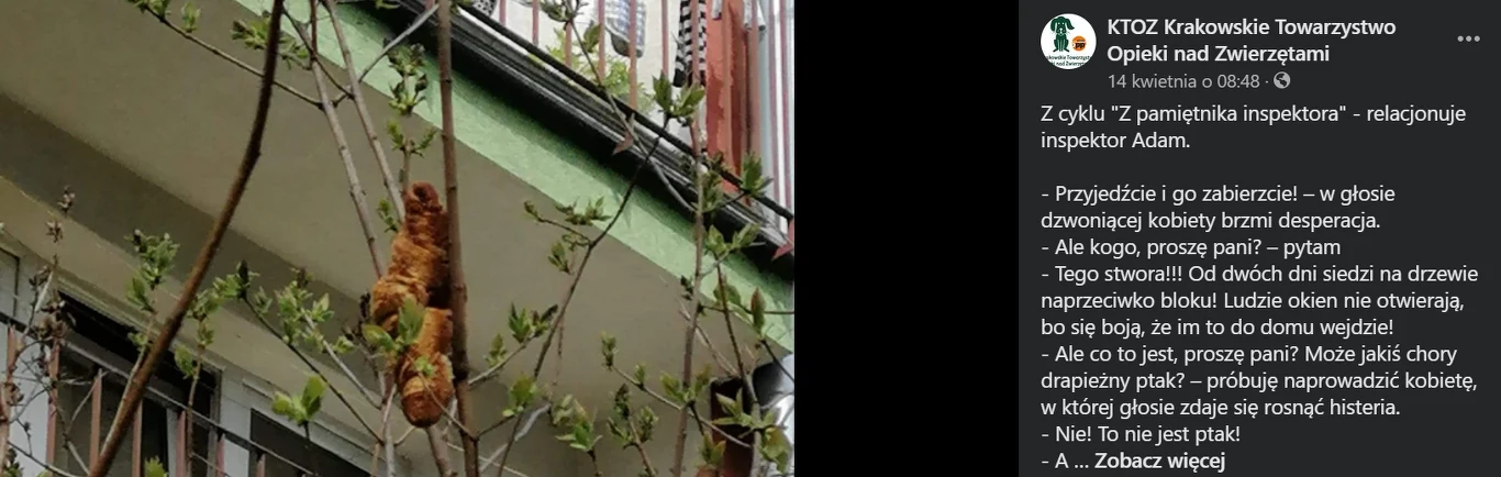 O "lagunie", który okazał się francuskim rogalikiem poinformowali inspektorzy KTOZ na swoim koncie na Facebooku. Interwencja była poważna. Gad rzekomo już dwa dni straszył mieszkańców bloków, którzy nawet nie otwierali swoich okien z obawy przed wtargnięciem intruza.