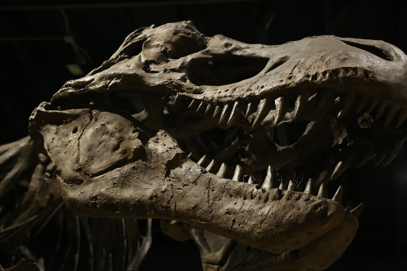 Tyrannosaurus rex